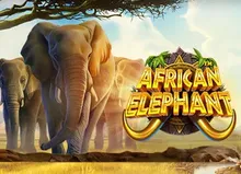 African Elephant™